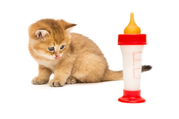 Le sirop vermifuge chat : une santé optimale à portée de main !
